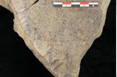Foto (Detailansicht) von Macrotaeniopteris affinis Ettingshausen (NHMW-GEO-2024-0188-10339a)